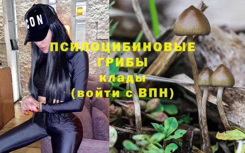 Псилоцибиновые грибы Psilocybe  Туймазы 